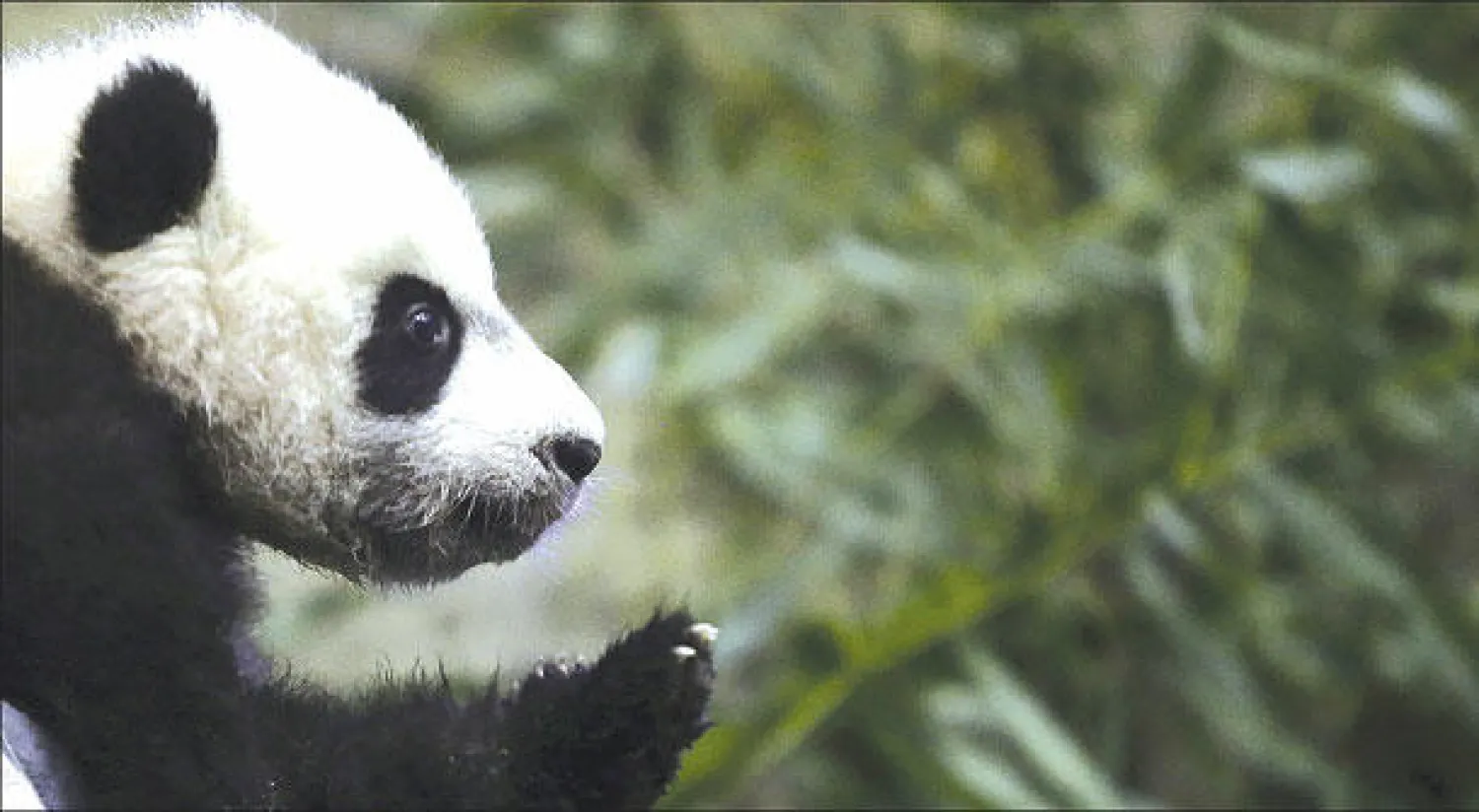 صغير الباندا الذي أجريت له عملية جراحية (رويترز)