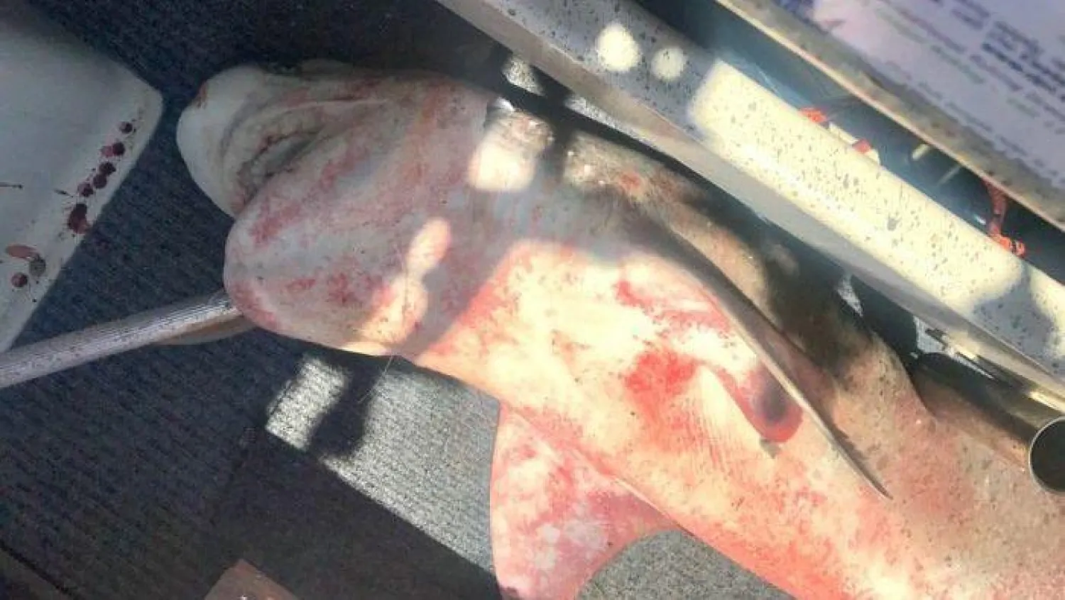 الشرطة تحتجز سمكة قرش عضت صيادًا أستراليًا انتقامًا منه بعد صيدها