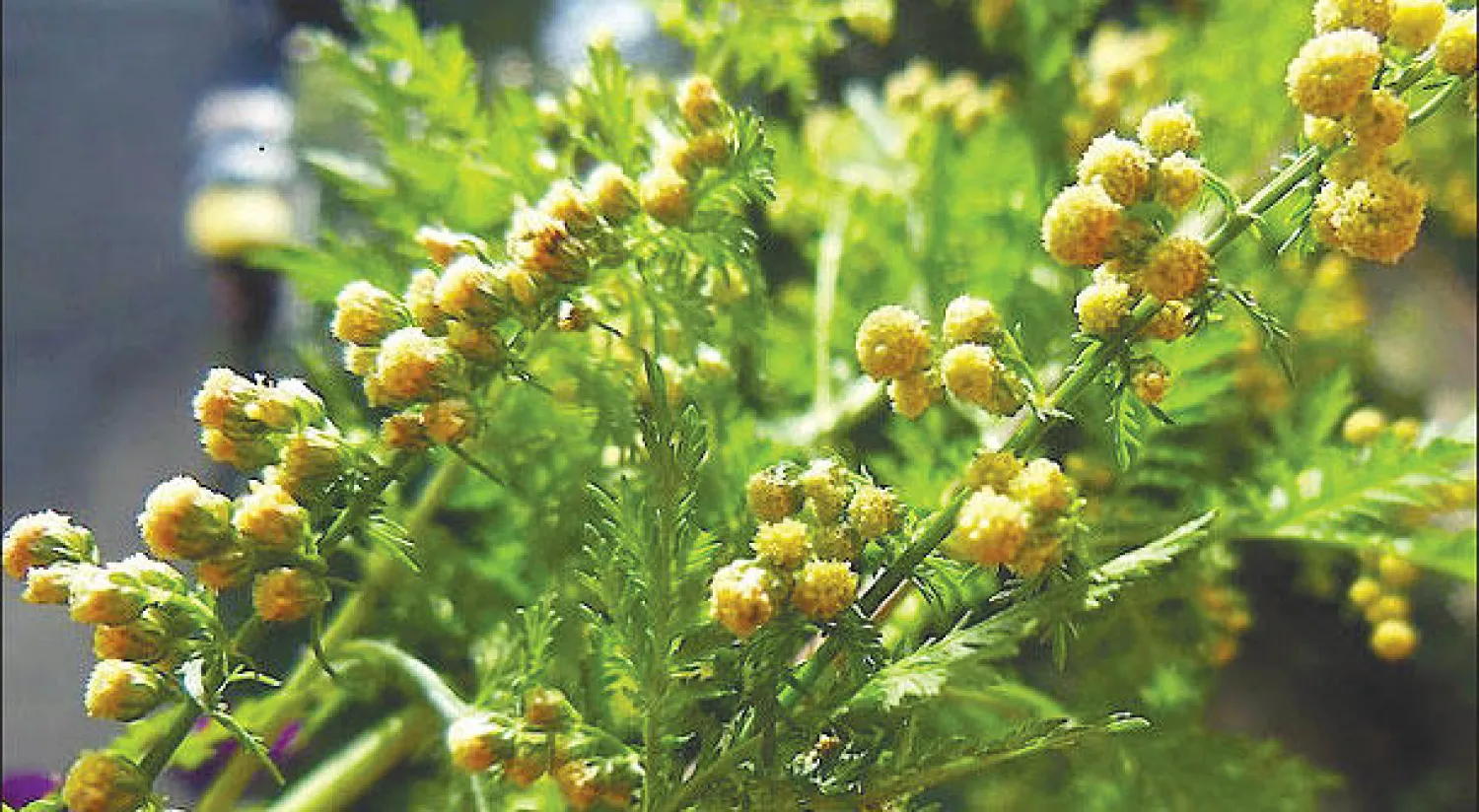 نبتة «ارتيميسيا انوا»