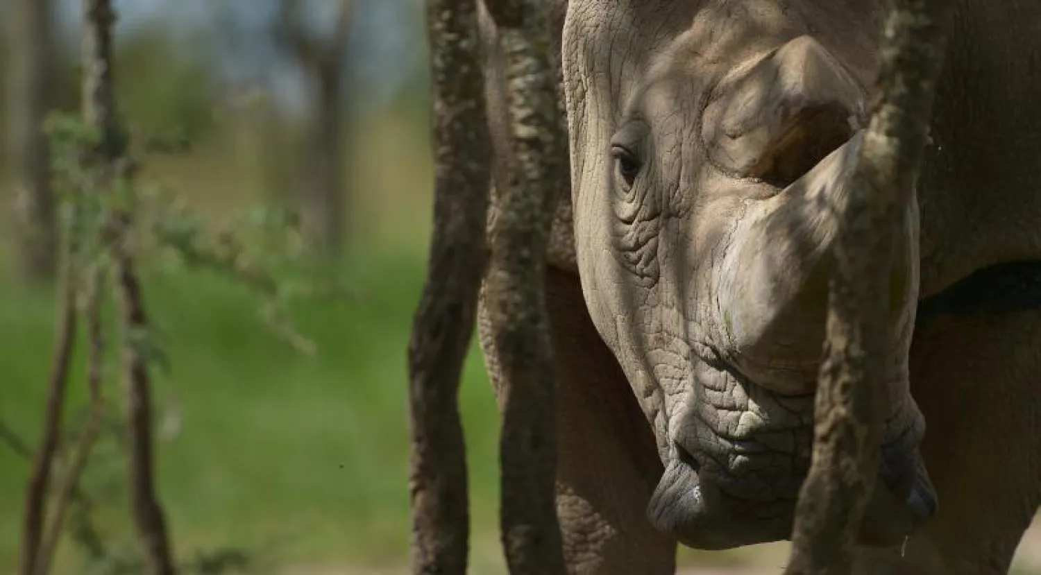 وحيد قرن يتسبب بمقتل طفلة في نيبال