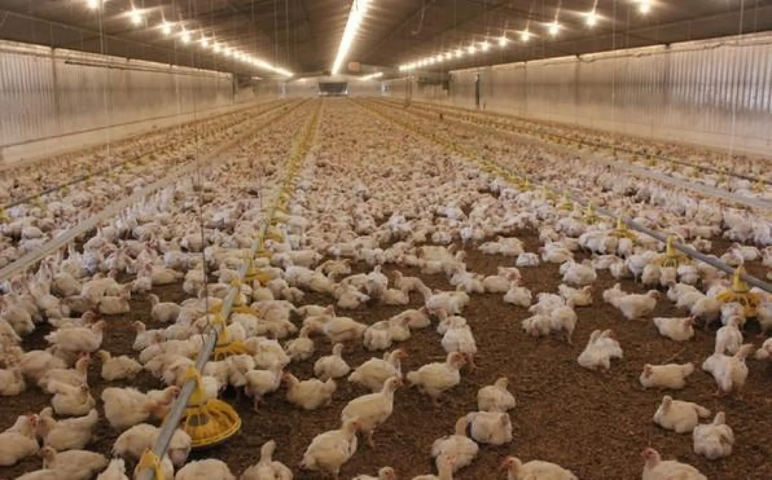 السعودية تحظر استيراد الطيور من بلغاريا «مؤقتًا»