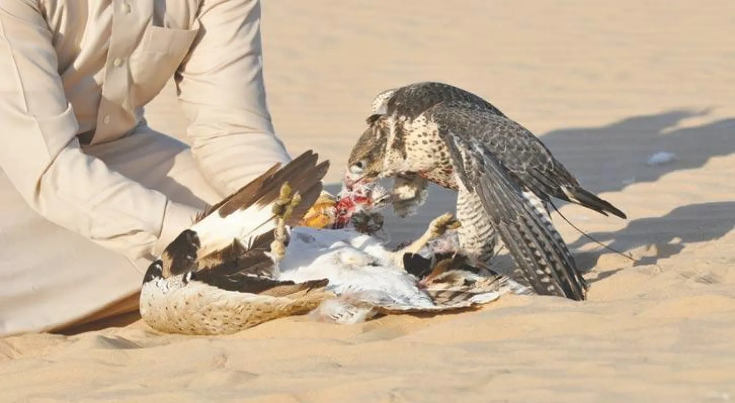 صيد طائر الحبارى بالصقور هواية عربية منذ القدم