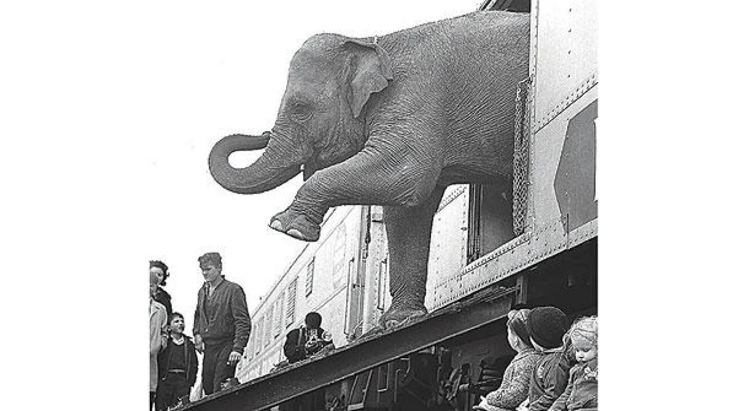 انطلاق مهرجان السينما المستقلة... وجائزة «الفيل الأسود»