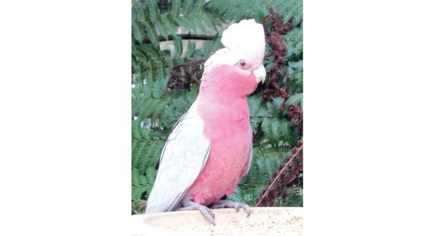 طائر كوكاتو