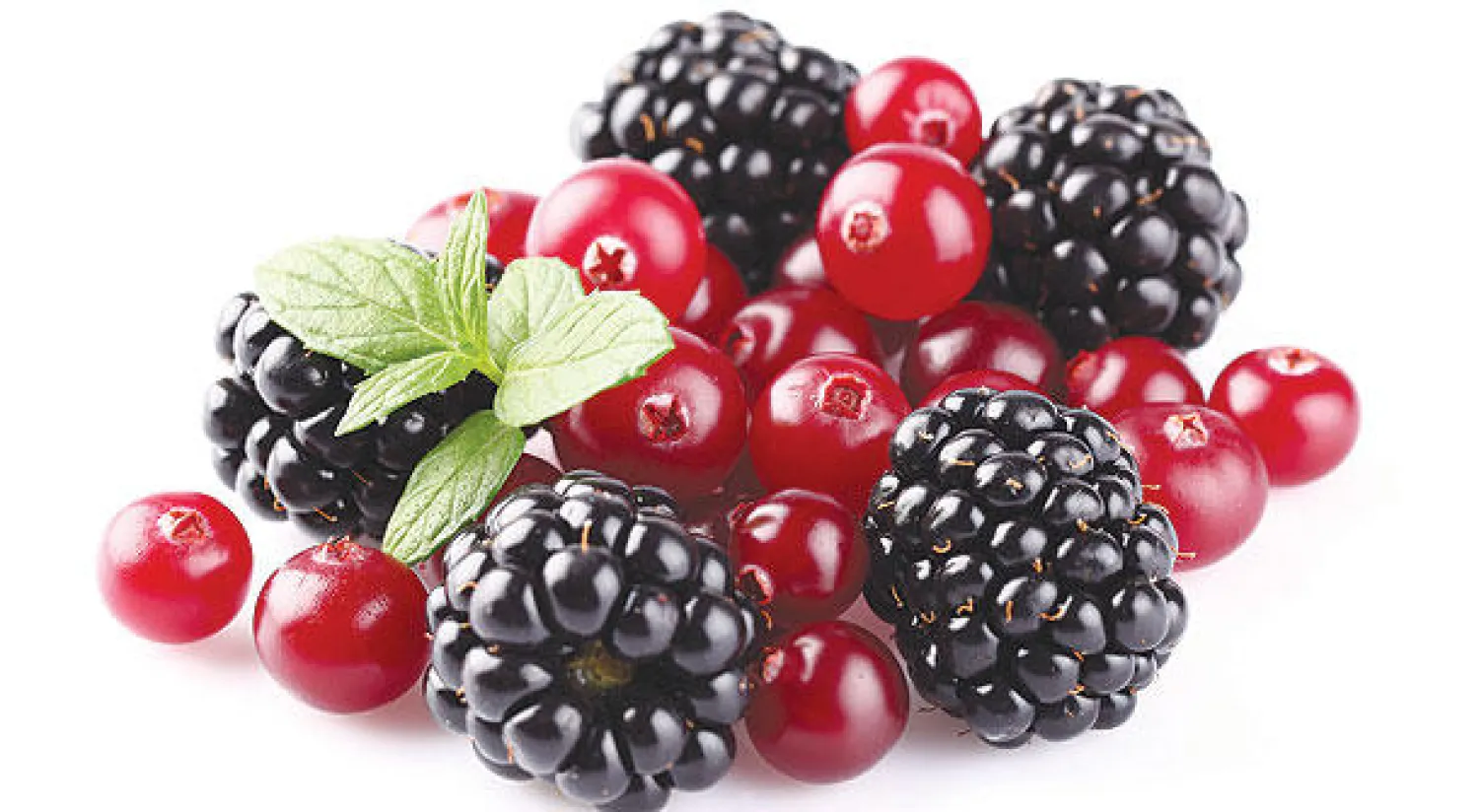 التوت... عشقه دود القز وأُغرم به شكسبير وفان غوخ