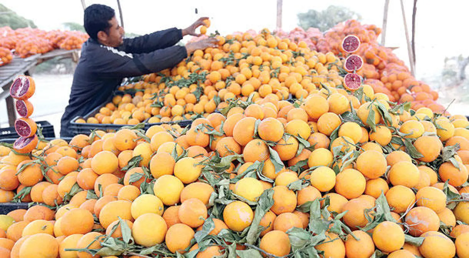 بائع فاكهة في العاصمة الليبية طرابلس (أ.ف.ب)