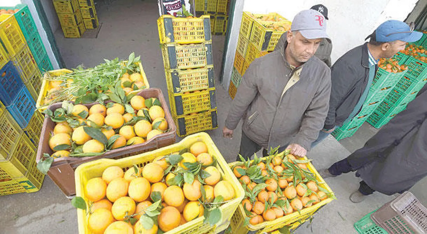 عمال تونسيون أثناء حصاد البرتقال في بستان بمنطقة منزل بوزيلفا شمال إقليم نابل (أ.ف.ب)