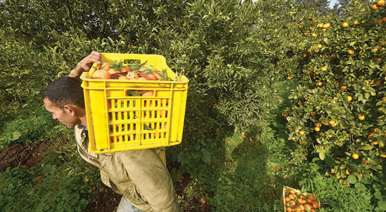 القطاع الزراعي يساهم بنحو 13 في المائة من الإنتاج الإجمالي المحلي في العالم العربي({غيتي})