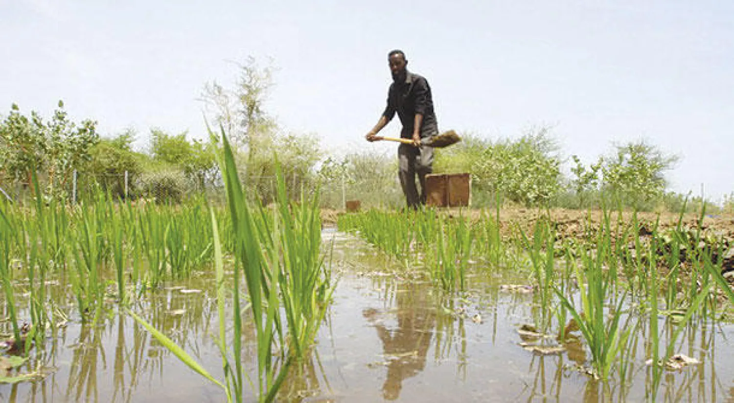 يمتلك السودان أكثر من مائتي مليون فدان صالحة وخصبة، إلا أن المستغل منها لا يتعدى 47 مليون فدان ({غيتي})