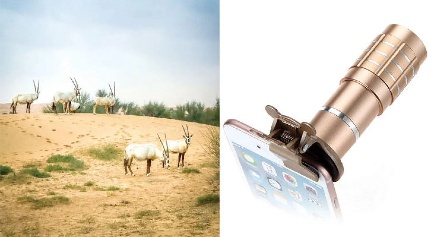 ملحق لهاتف «آيفون 7» لتكبير الصور بصرياً بالعدسات  -  صورة احترافية التقطها المصور عبد الله البقيش للمها العربية بكاميرا هاتف «آيفون 7»