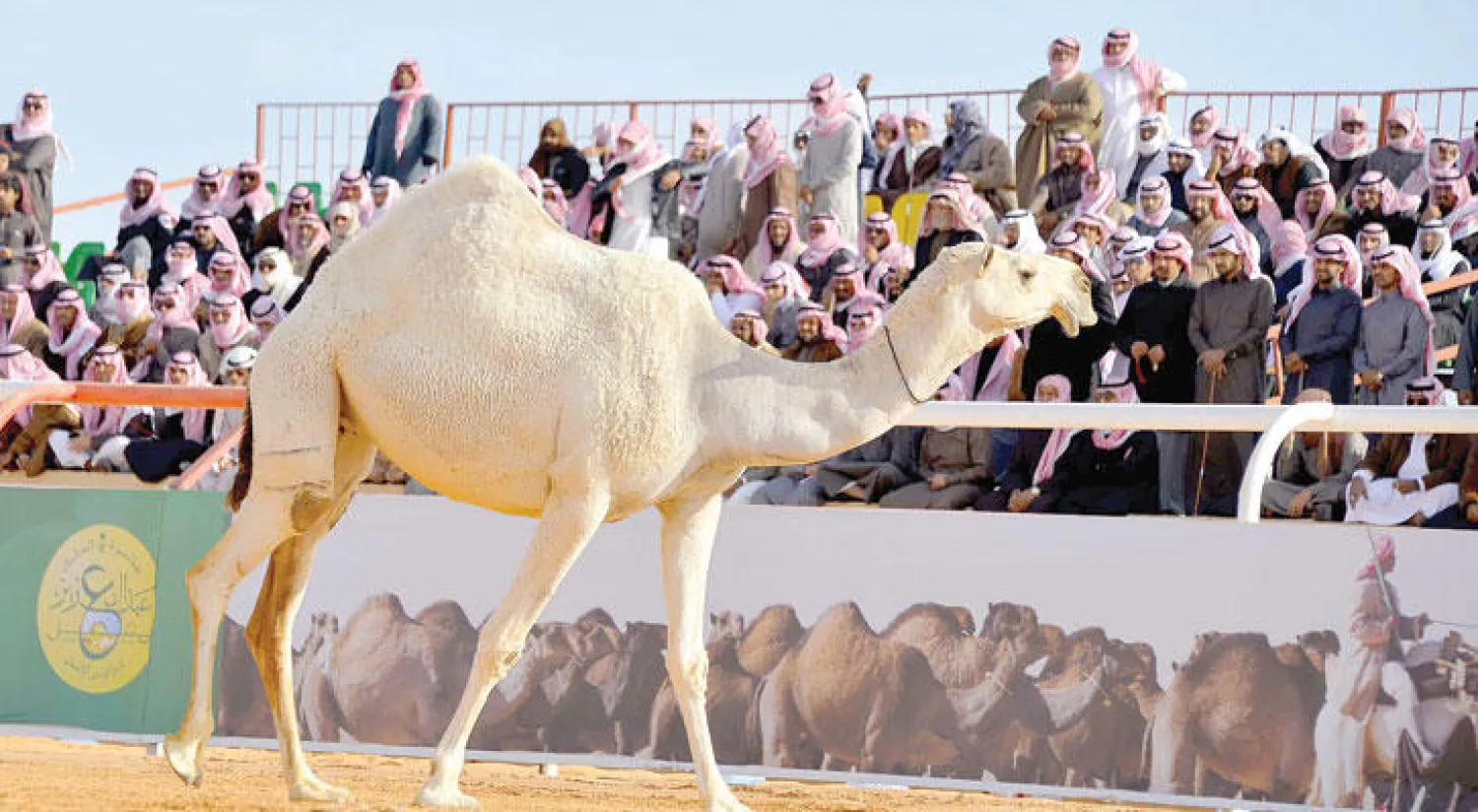 مهرجان الملك عبد العزيز للإبل ينطلق الأحد المقبل بفعاليات للأسرة