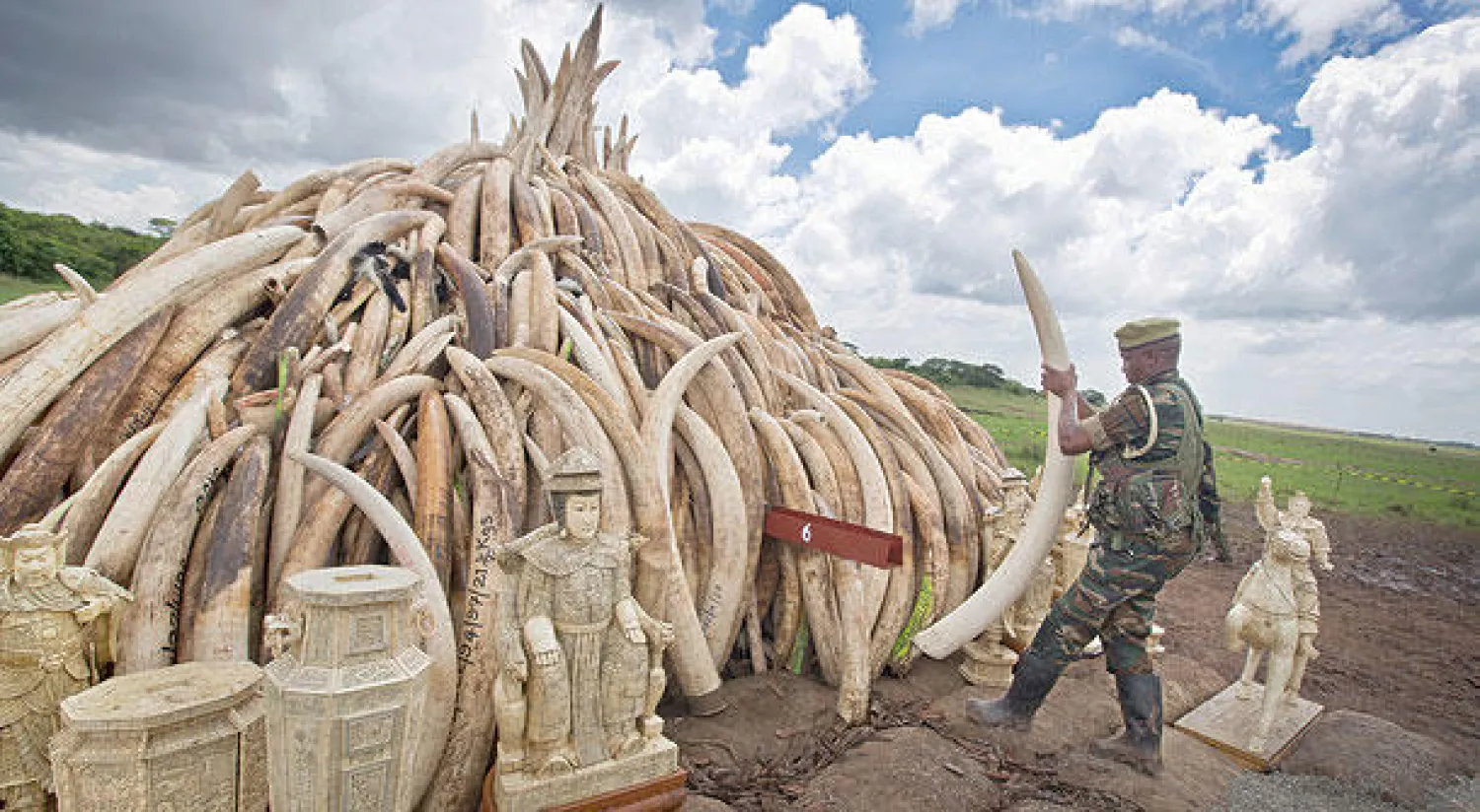 جندي كيني يرتب كمية من العاج المصادرة  قبل حرقها في حديقة نيروبي الوطنية (أ.ب)