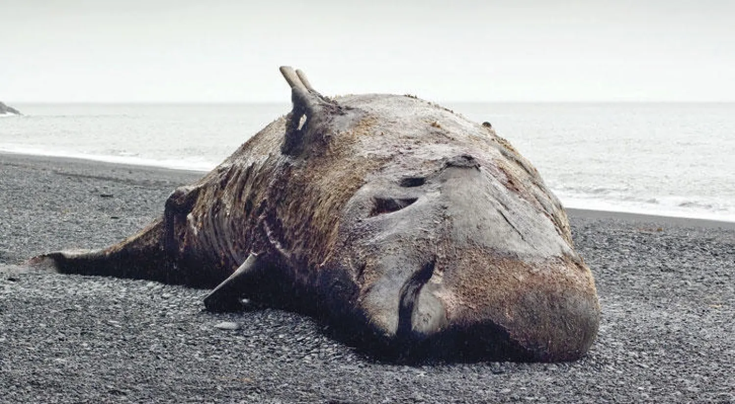 حوت أحدب على شاطئ مدينة نيويورك