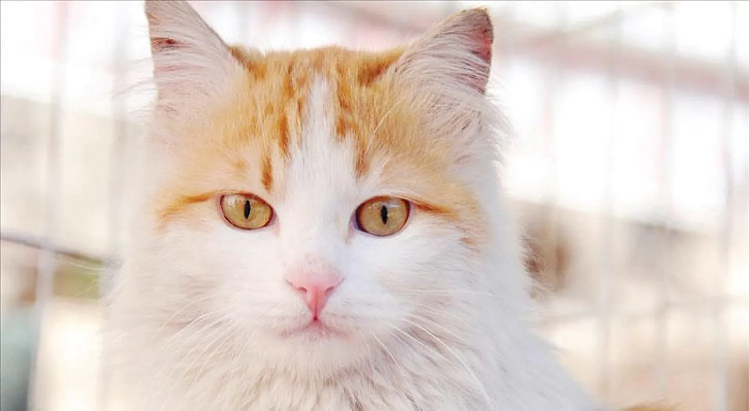 القطة باريش