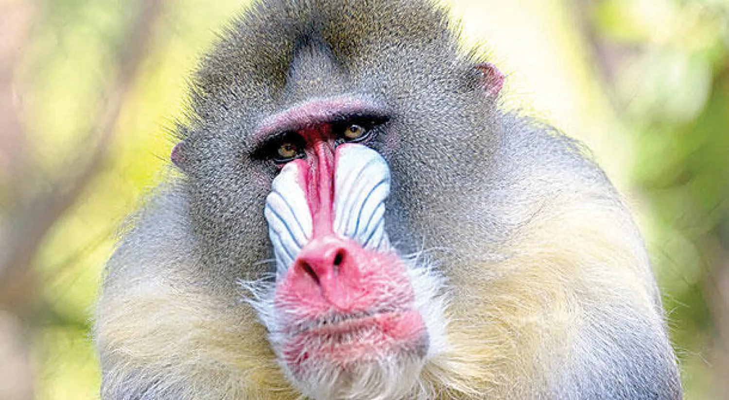 قرد المندريل