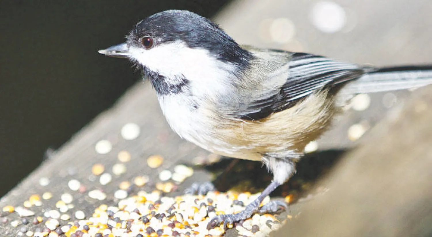 لماذا لا تصل طيور مهاجرة كثيرة إلى وجهتها؟