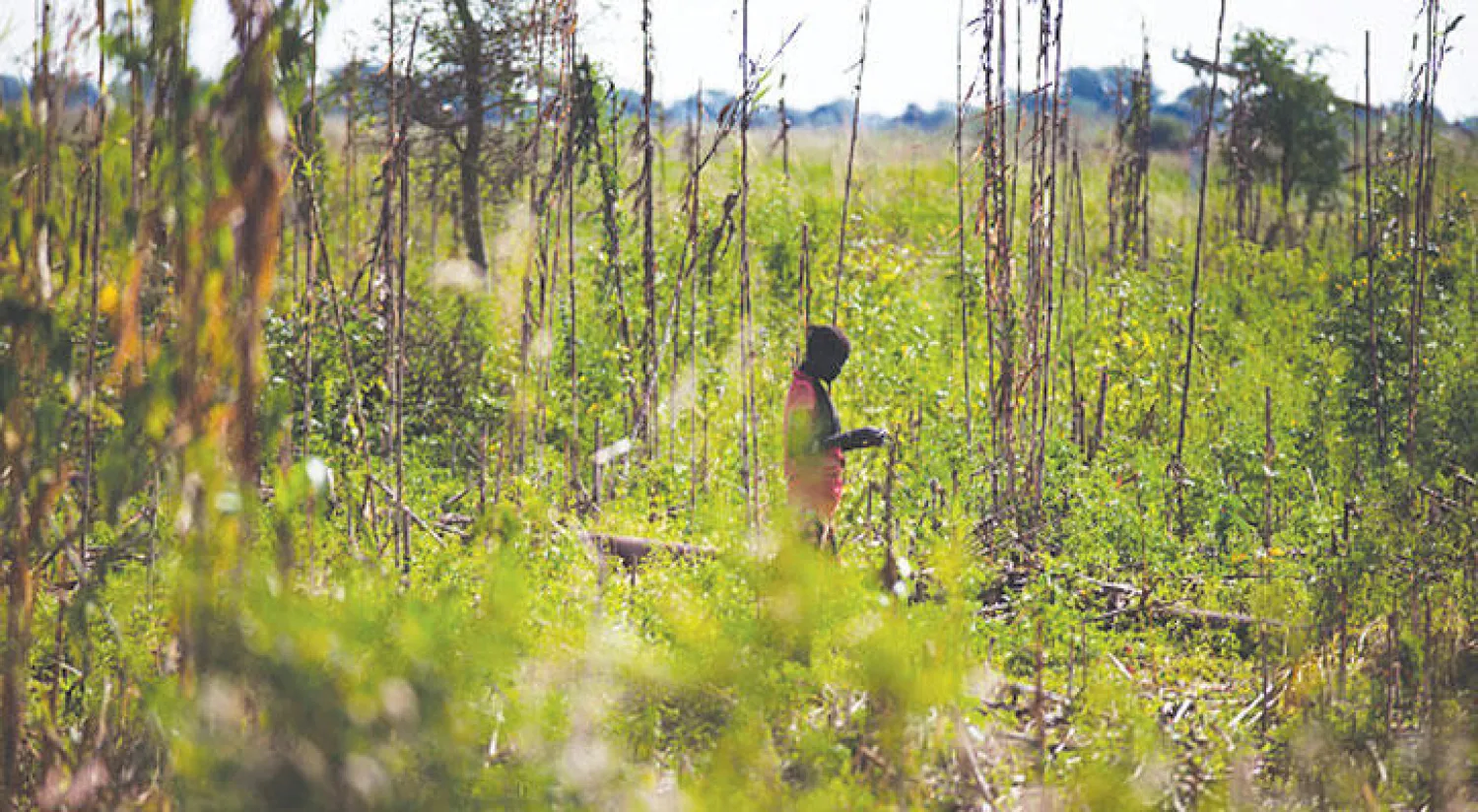 مباحثات سودانية ـ مصرية لإحياء مشروعات التكامل الزراعي