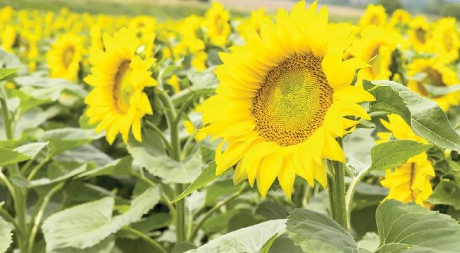 السودان يستقطب استثمارات سعودية في المعادن والزراعة