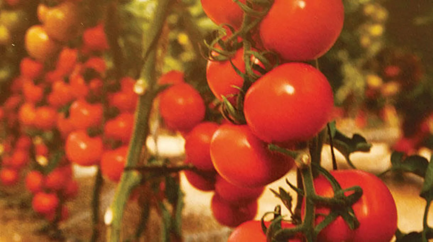 موسكو وأنقرة تباشران مد «السيل الجنوبي»... والطماطم تنتظر الموسم المقبل