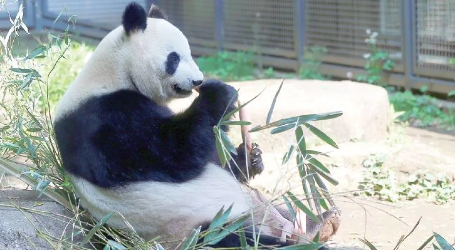 الباندا شين شين التي يعتقد المسؤولون في حديقة حيوان يونو في طوكيو أنها حامل (رويترز)