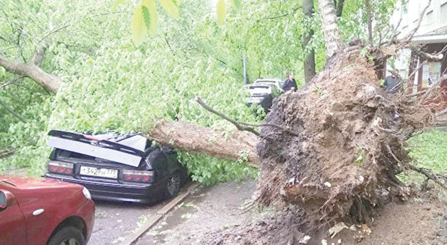 اقتلعت الرياح أكثر من 4 آلاف شجرة