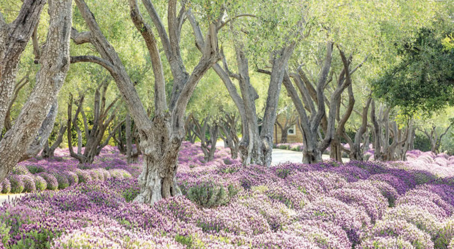 غابة إيبنغ... رئة خضراء في شمال شرقي لندن