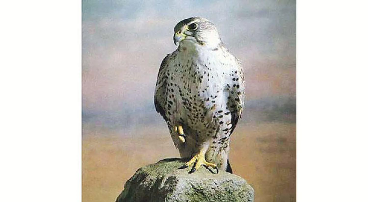 صقر الغزال الشهير يعود إلى موطنه الأصلي في ألطاي