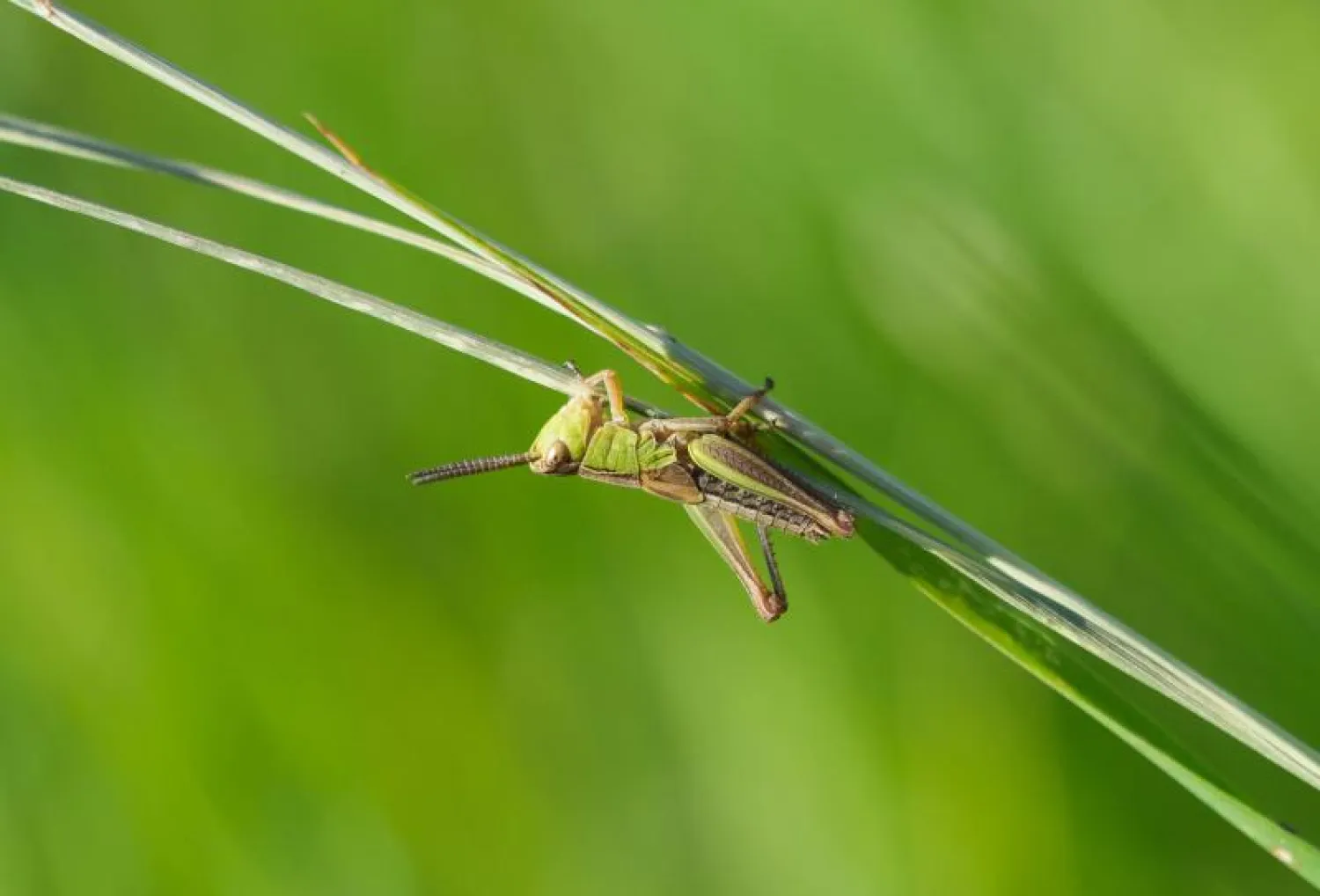 حشرة الجراد (أ.ف.ب)