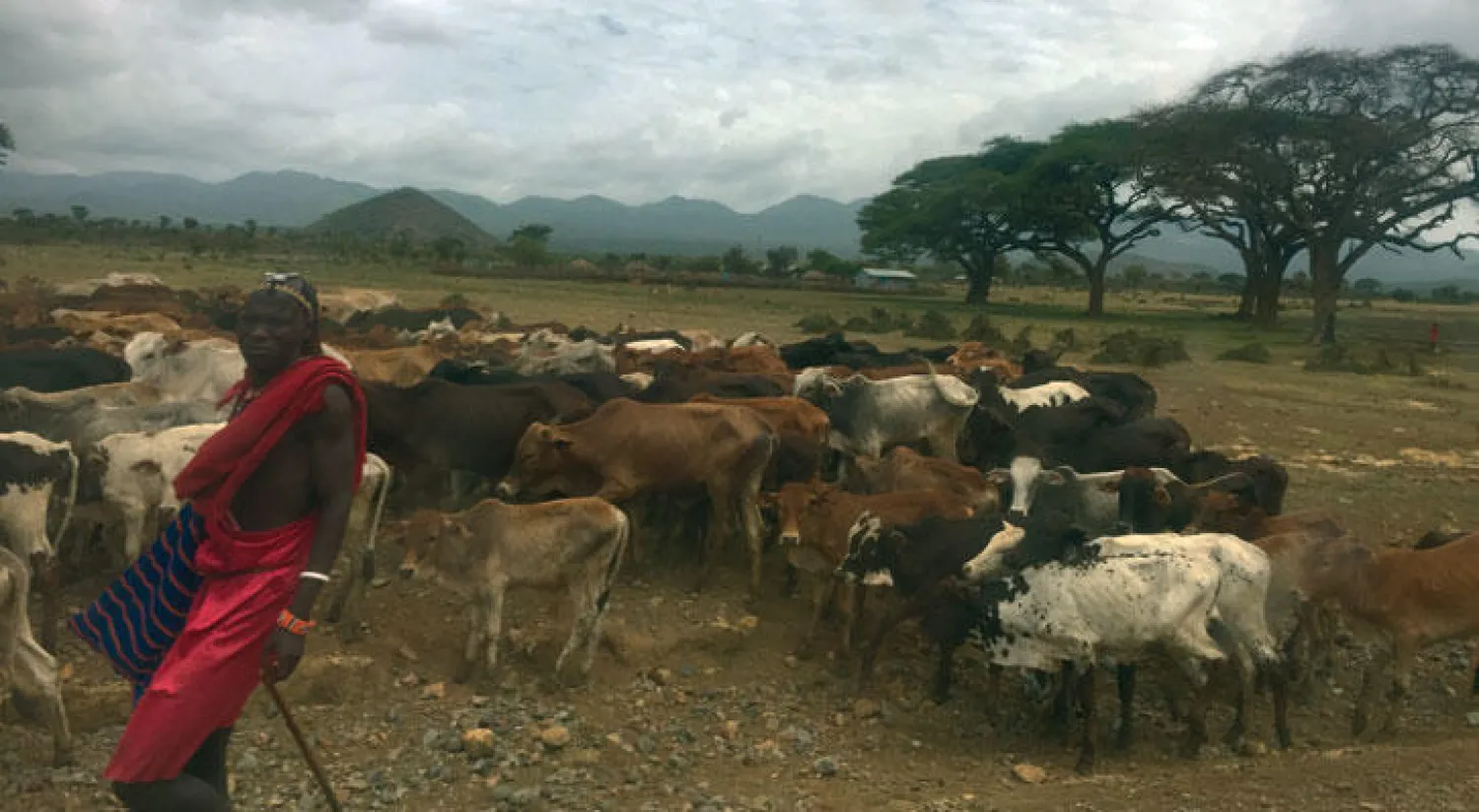 «أحلام الفتى الطائر» تتحقق لشاب كيني