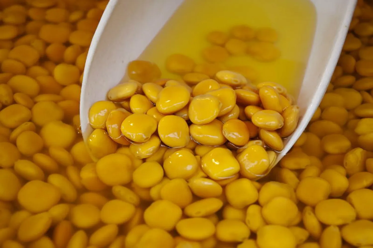 ألمانيا هي الدولة رقم واحد في أوروبا في زراعة الترمس (استيث نيوز)