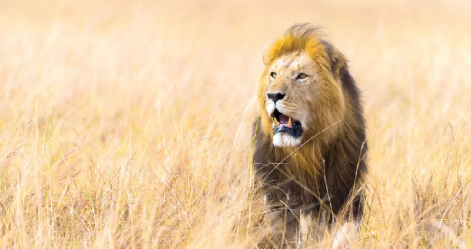 قتل أربعة أسود بعد هروبها من حديقة في جنوب أفريقيا