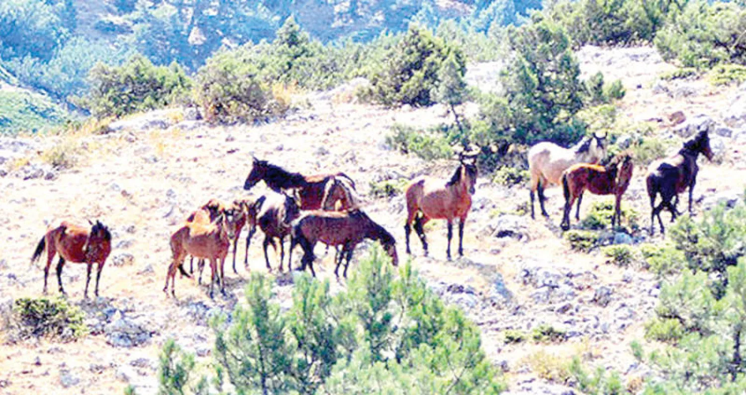 خيول «يلكي» في تركيا باتت حقاً لمن يمسك بها