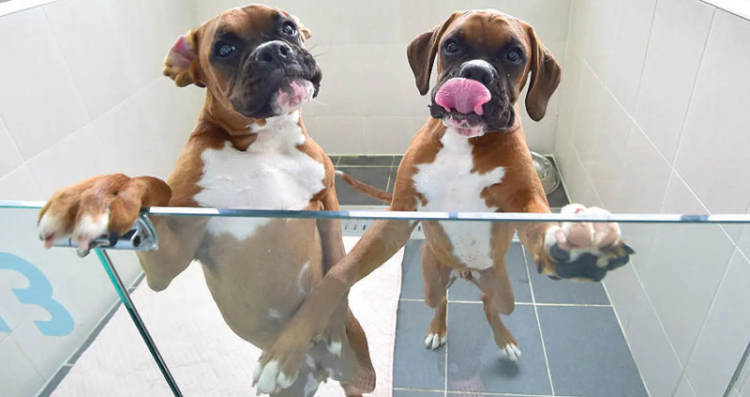 كلاب كوريا الجنوبية المستنسخة تبهر أثرياء العالم