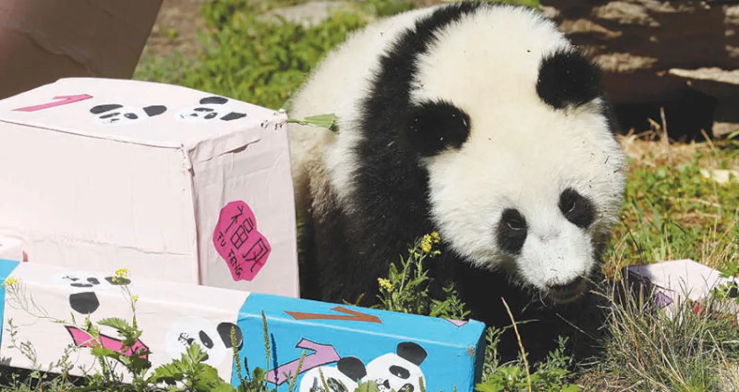 الباندا العملاقة فو بان تفحص هدايا الأطعمة التي تلقتها بمناسبة عيد ميلادها الأول في حديقة حيوان شونبرون في العاصمة النمساوية فيينا (رويترز)