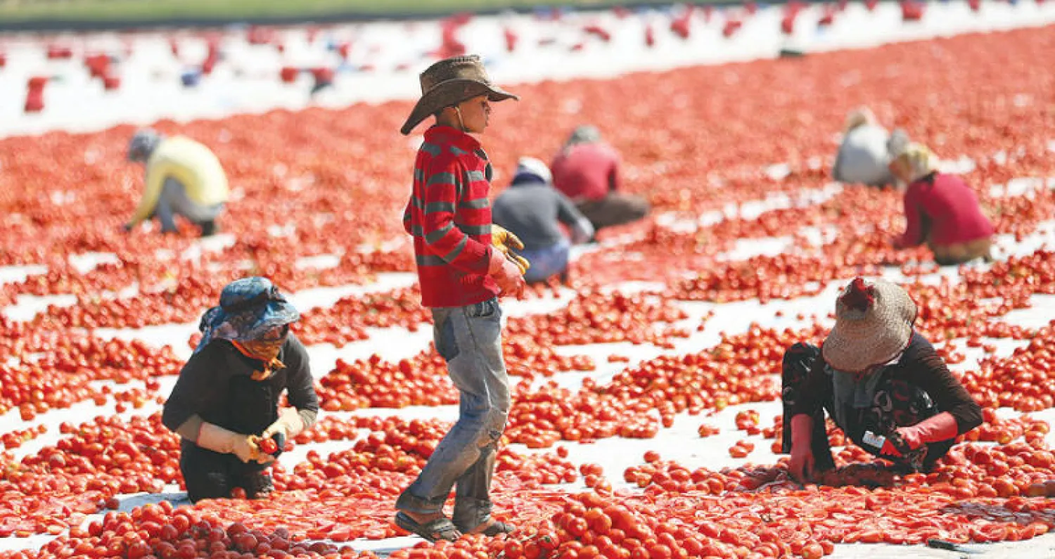 عمال يقطعون حبات الطماطم تمهيداً لتجفيفها في مدينة أزمير التركية (إ.ب.أ)