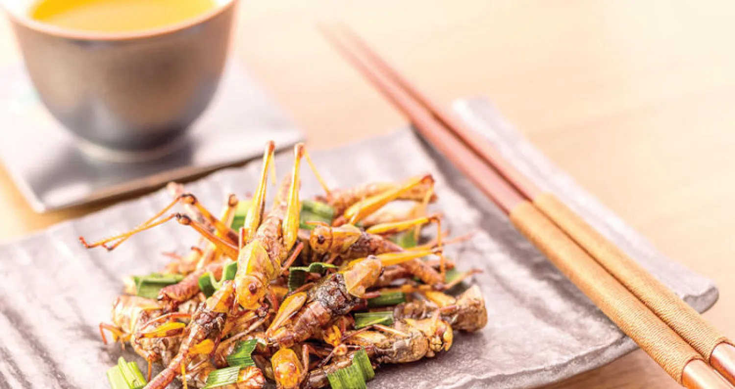 طعام من الحشرات المقلية في تايلاند