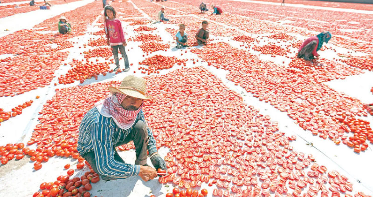 عمال من النازحين السوريين يفرشون الطماطم لتجفيفها في منطقة إزمير التركية  (أ.ف.ب)