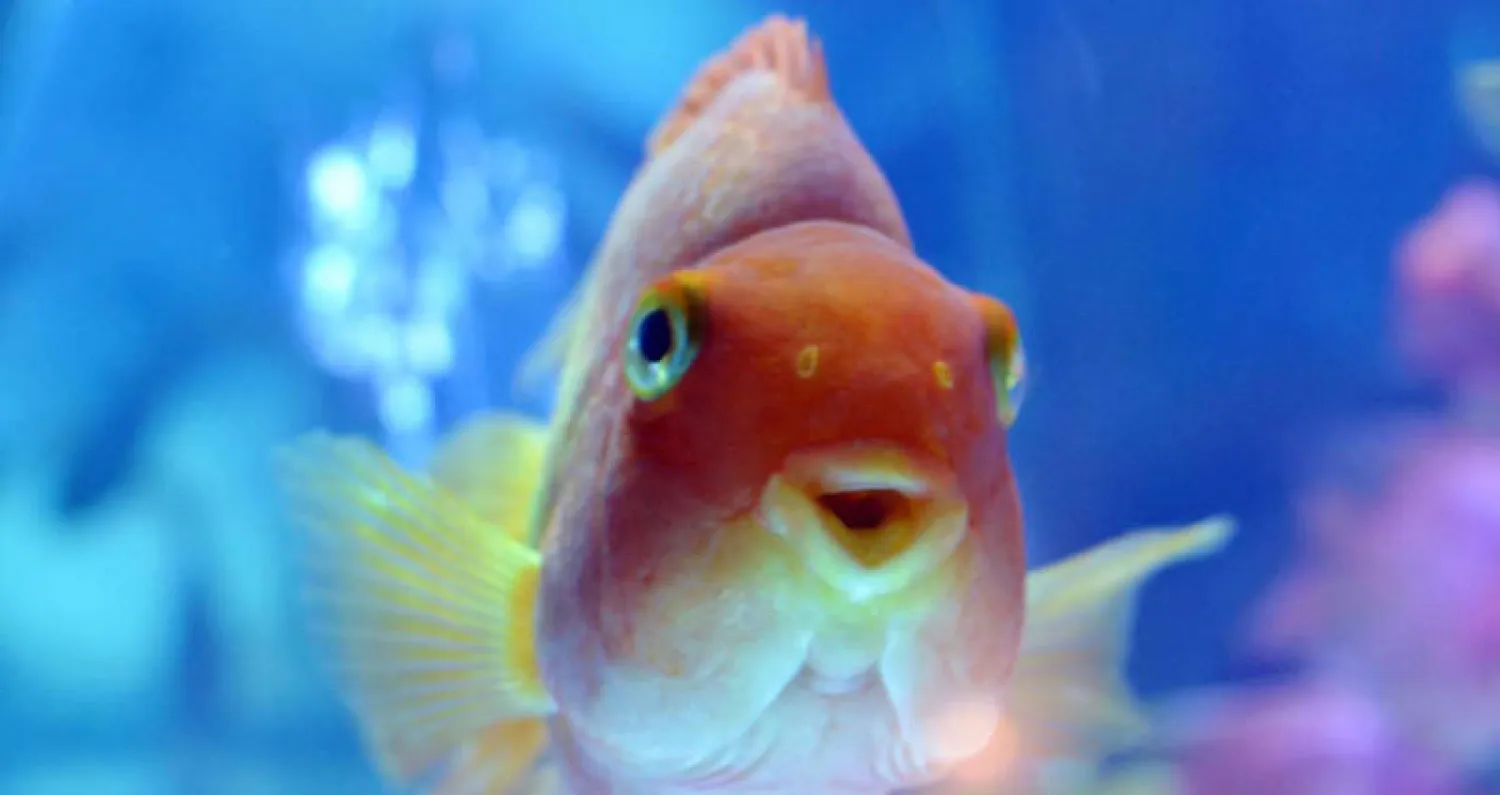 سمكة ذهبية (غيتي)