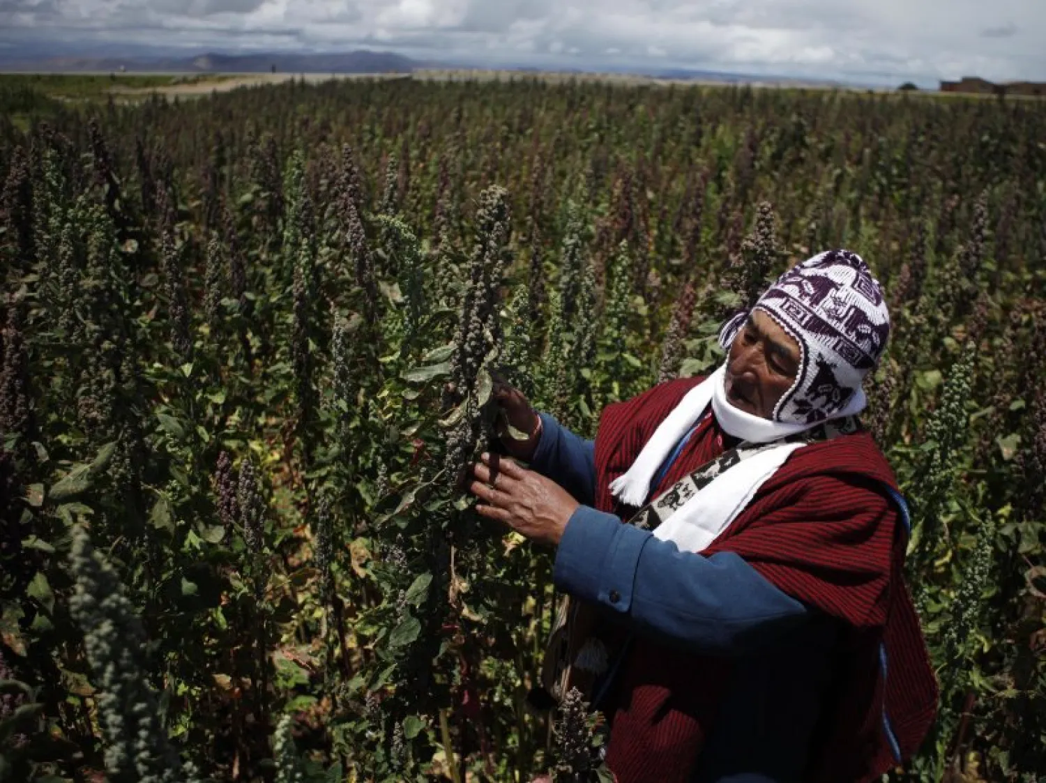 Farmer Geronimo Blanco shows his quinoa plants in Patamanta, Bolivia. JUAN KARITA / AP 