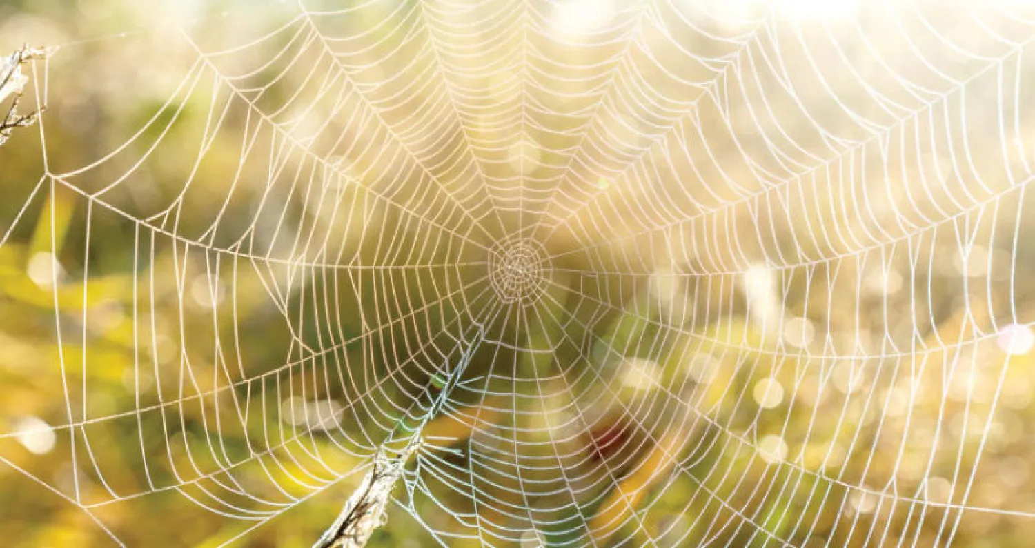 حرير العنكبوت... استخدامات متعددة وصلت إلى نسيج القلب