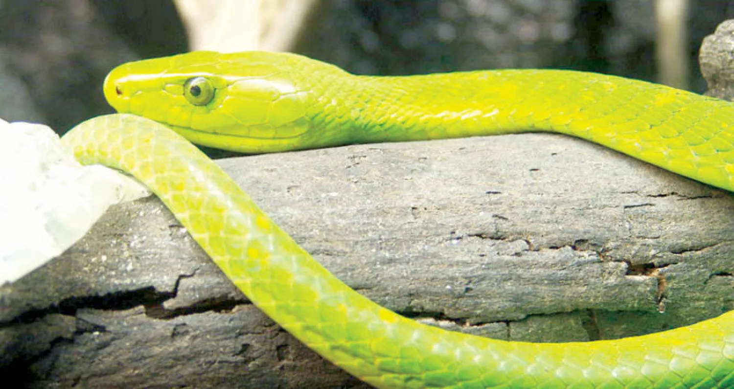 أزمة في حقن الـ«ترياق» ضد السم على مستوى العالم