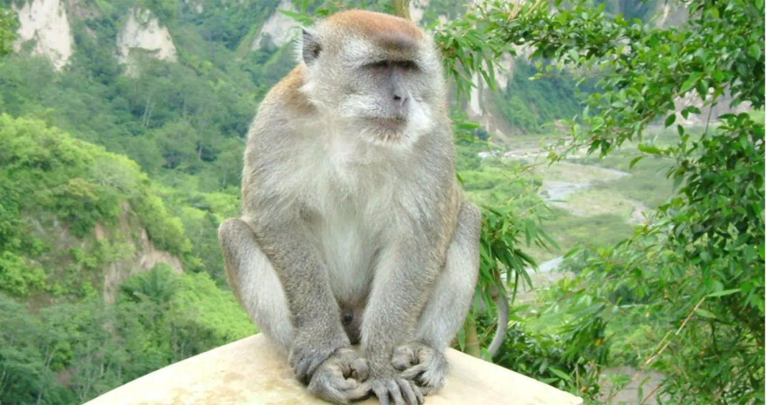 الجوع والتزاوج من مسببات الضغوط عند قردة المكاك