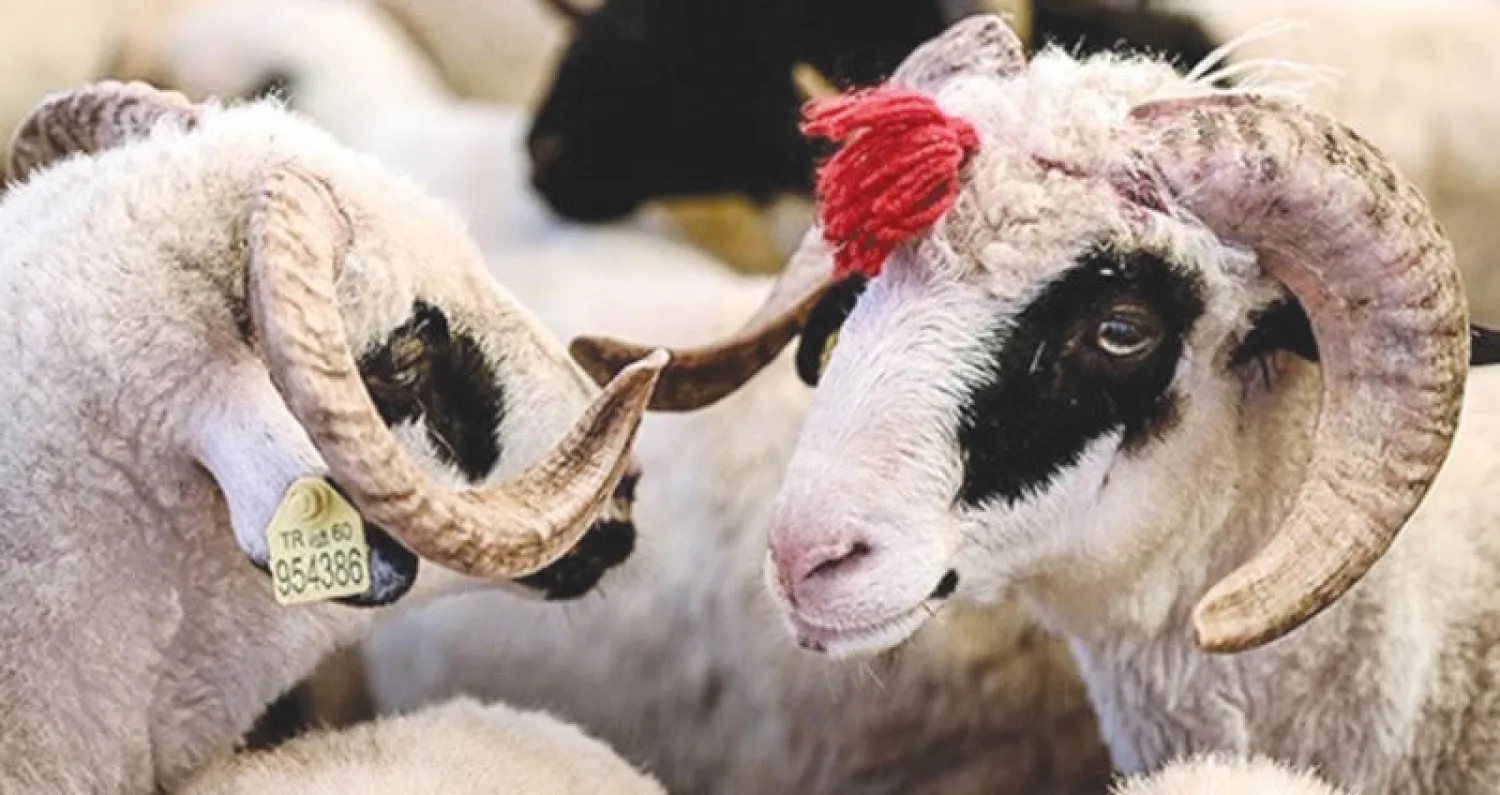 الأضاحي تتزين استعداداً للعيد