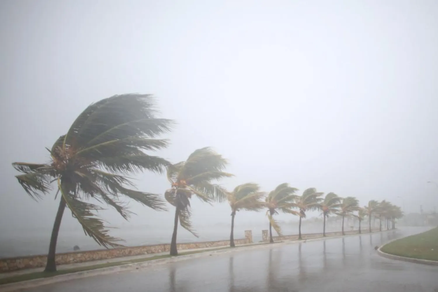 Palm trees sway in the wind prior to the arrival of the Hurricane Irma in Caibarien, Cuba, September 8, 2017. REUTERS/Alexandre Meneghini