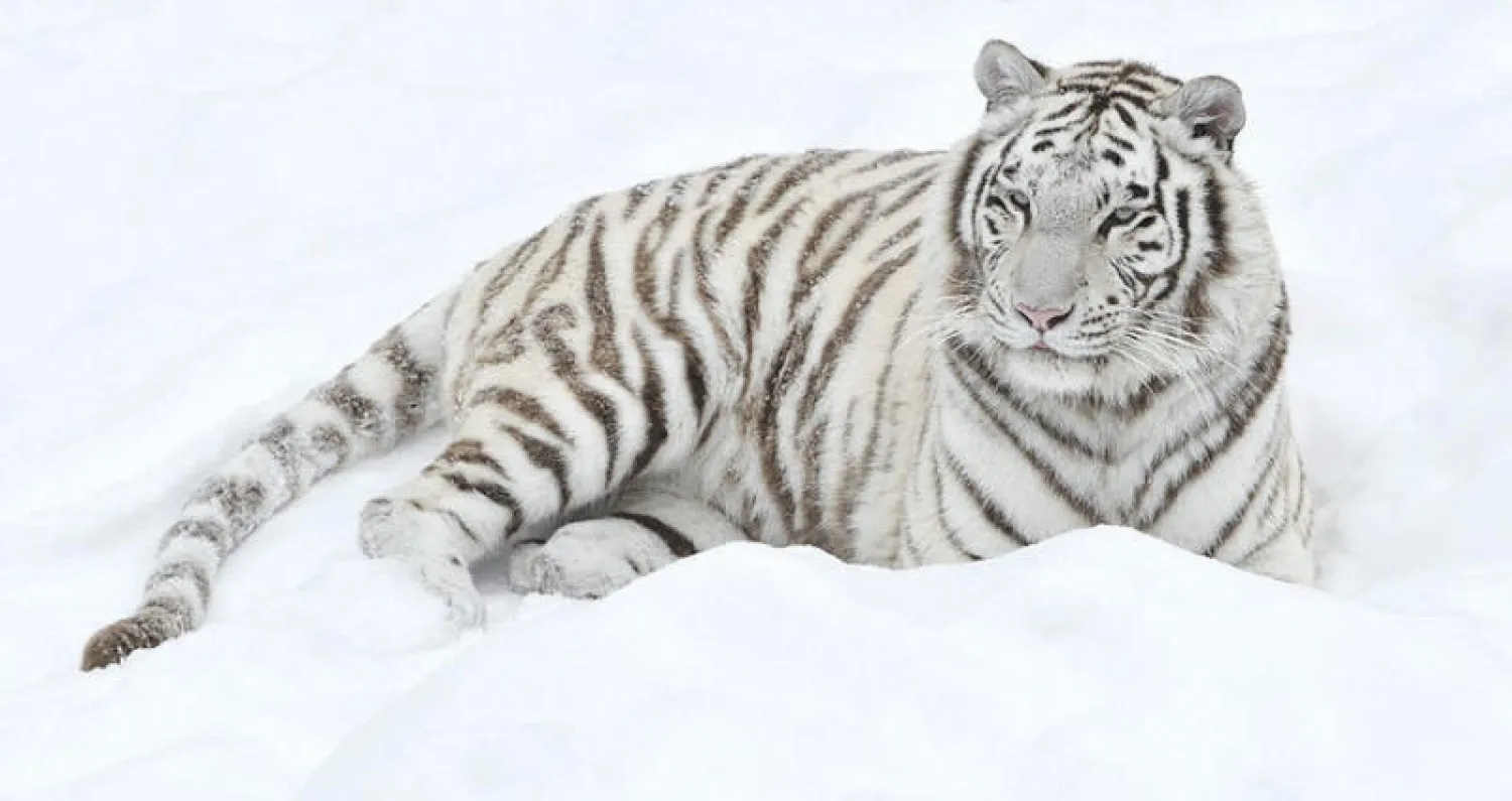 نمور الثلوج توحد أنصار حماية البيئة