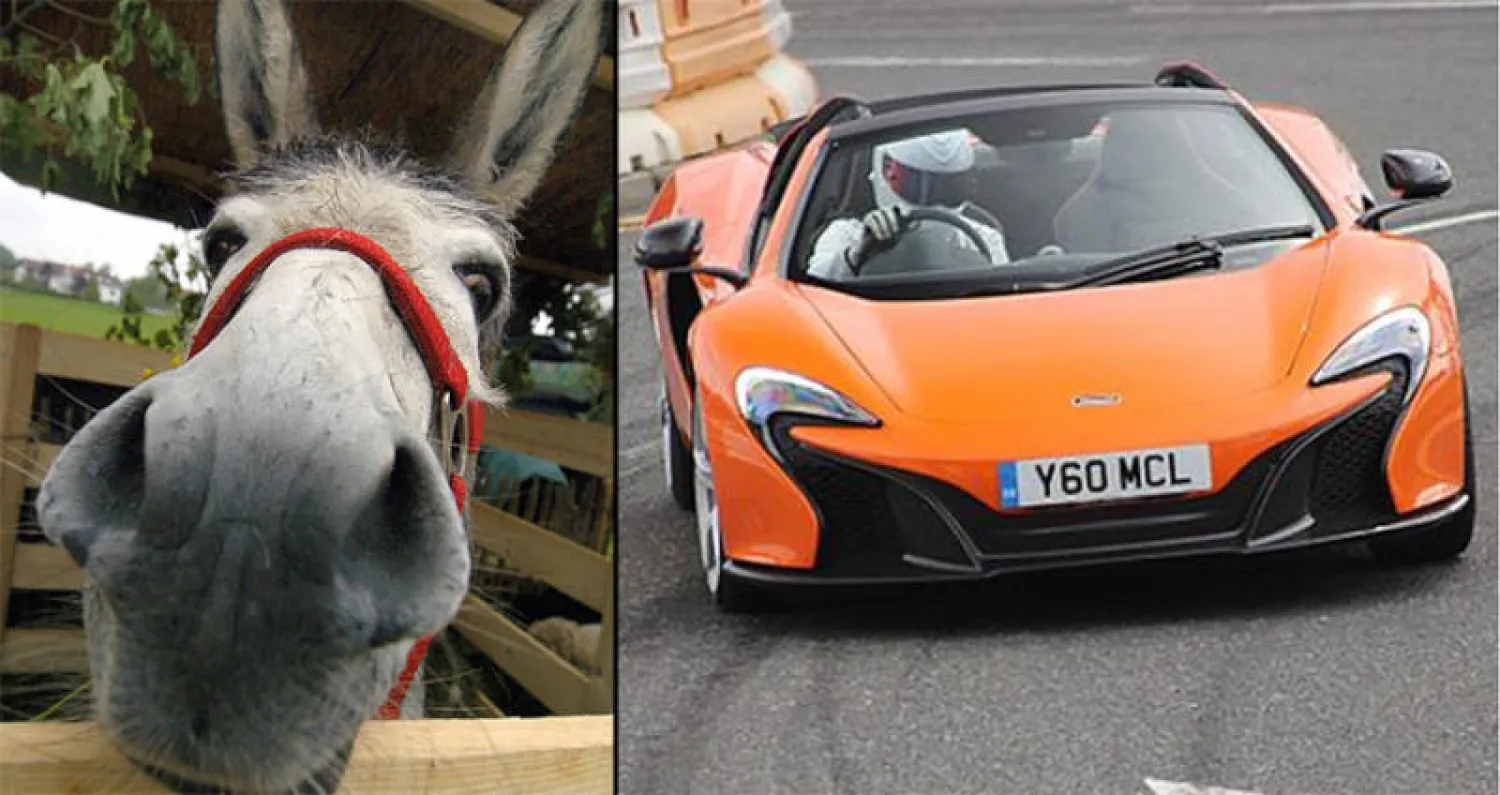 حمار {يعض} سيارة فاخرة ويتسبب بمعركة قضائية في ألمانيا