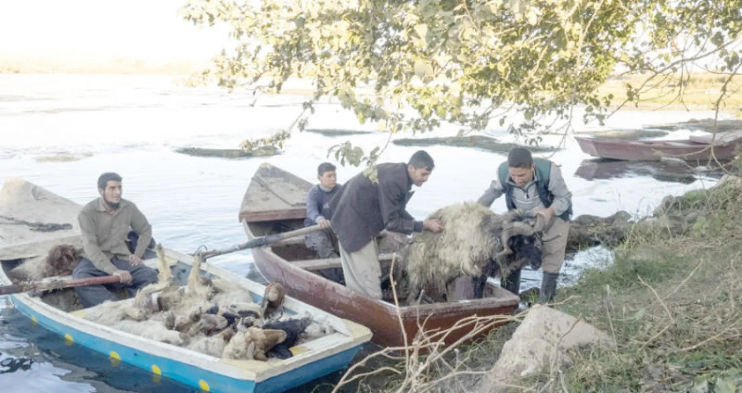 يعبرون مع خرافهم نهر دجلة شمال قرية المنيرة
