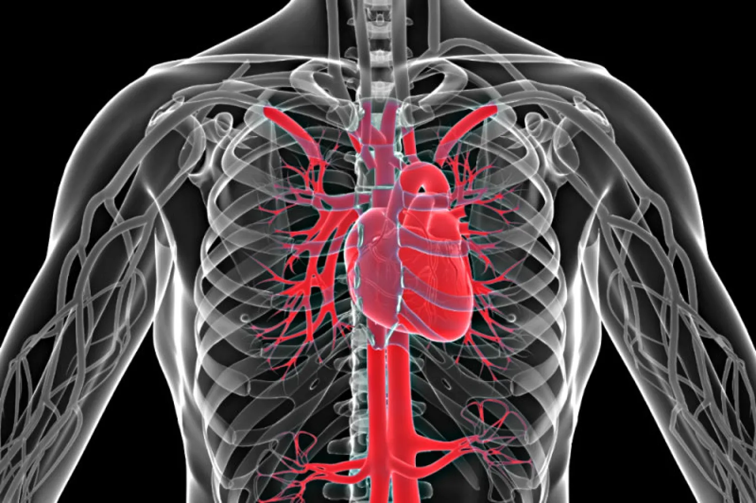 Interspecies organ transplants may become more crucial as donor rates are low. Photo: AFP/Shutterstock