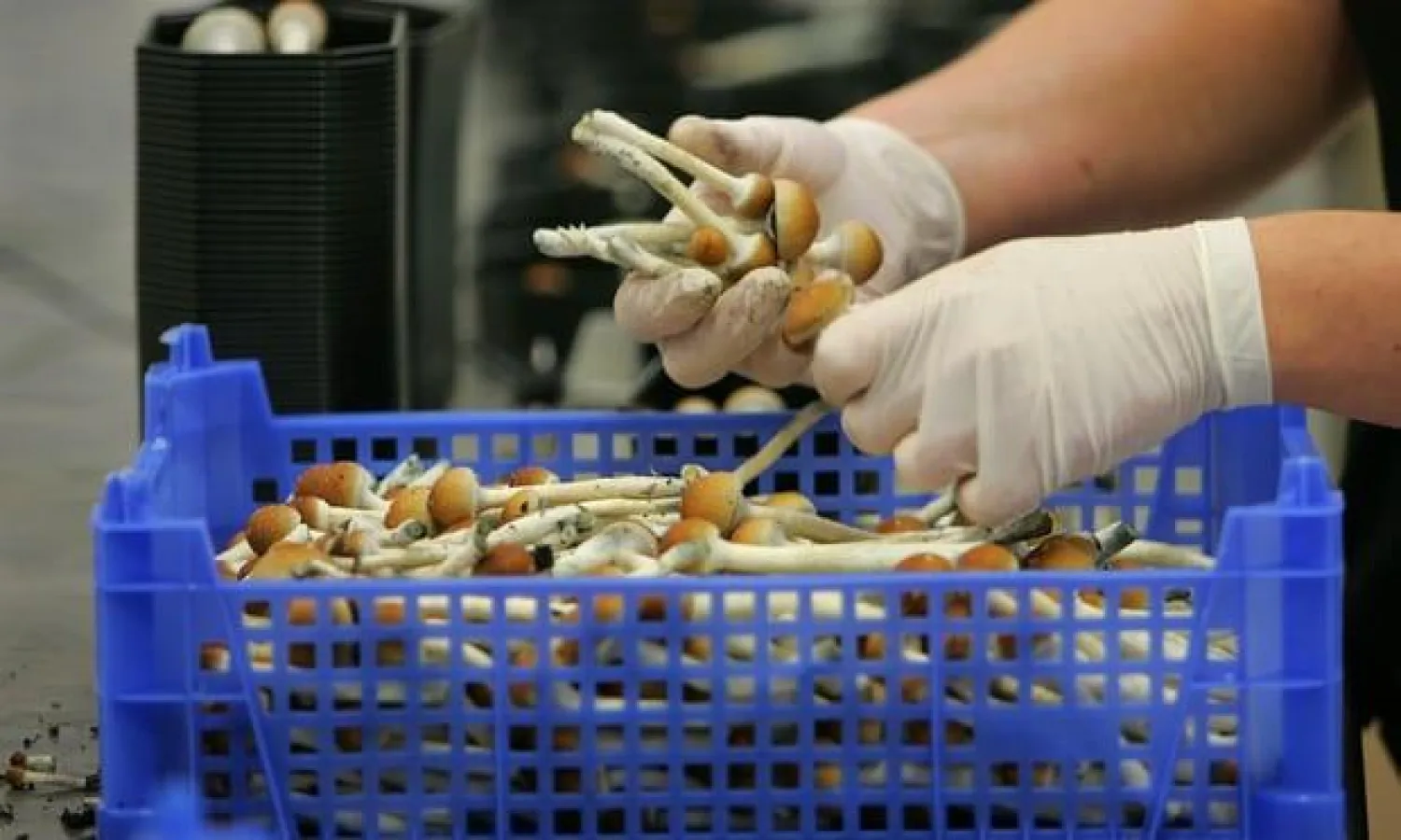 الفطر السحري يساعد في تقليل التوتر (أ.ب)