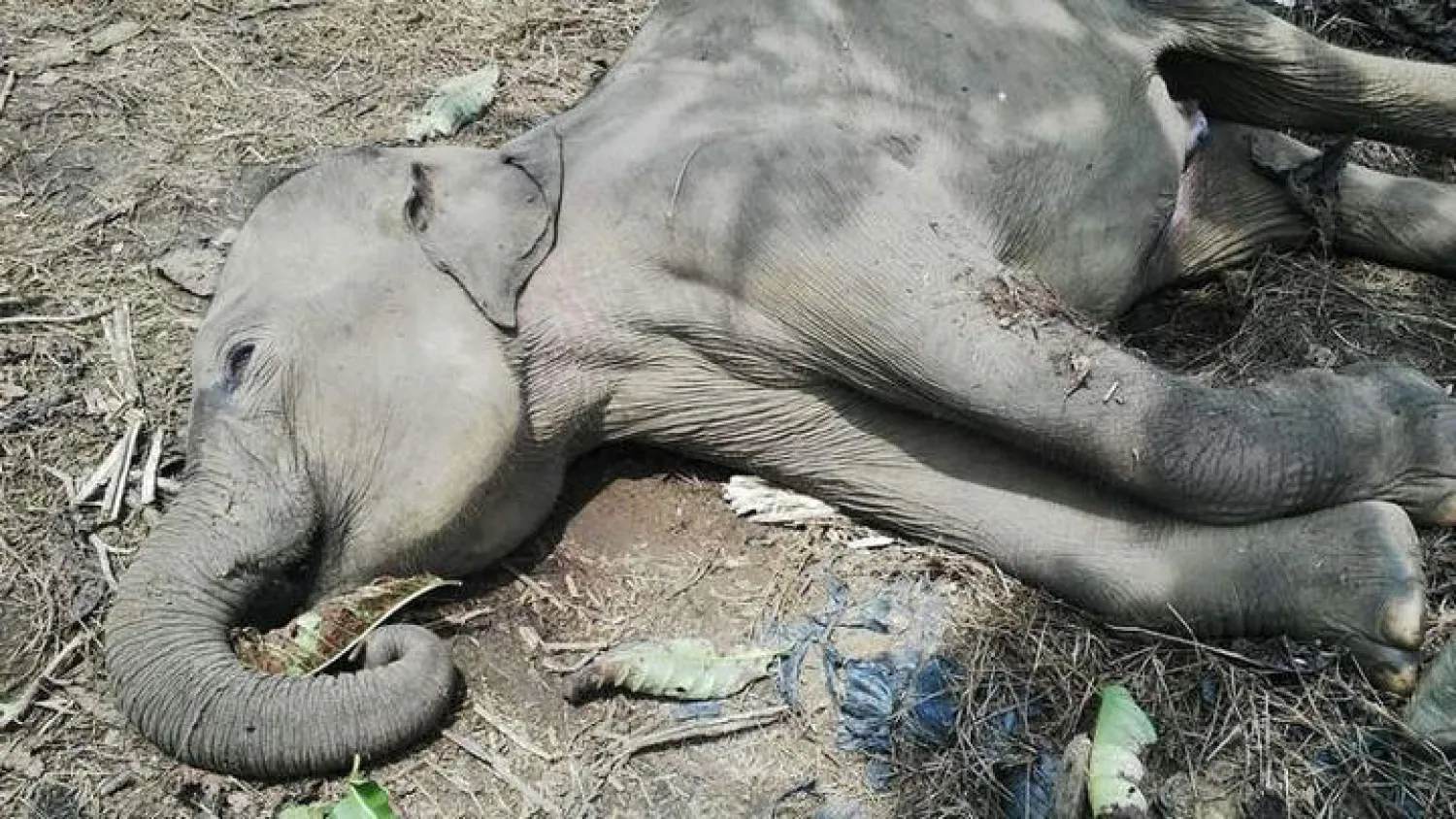 أحد الفيلة ضحية الكهرباء في سومطرة (أ.ف.ب)